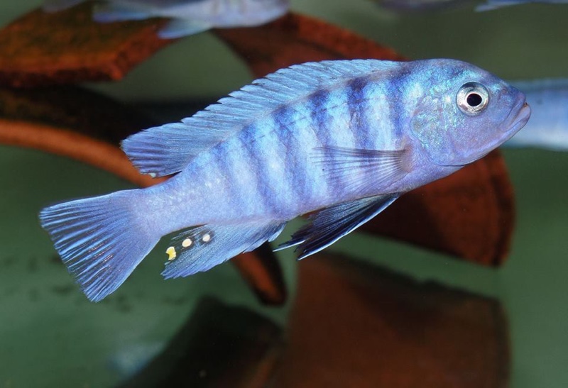 Cynotilapia sp. 'iwera' Lutara Reef